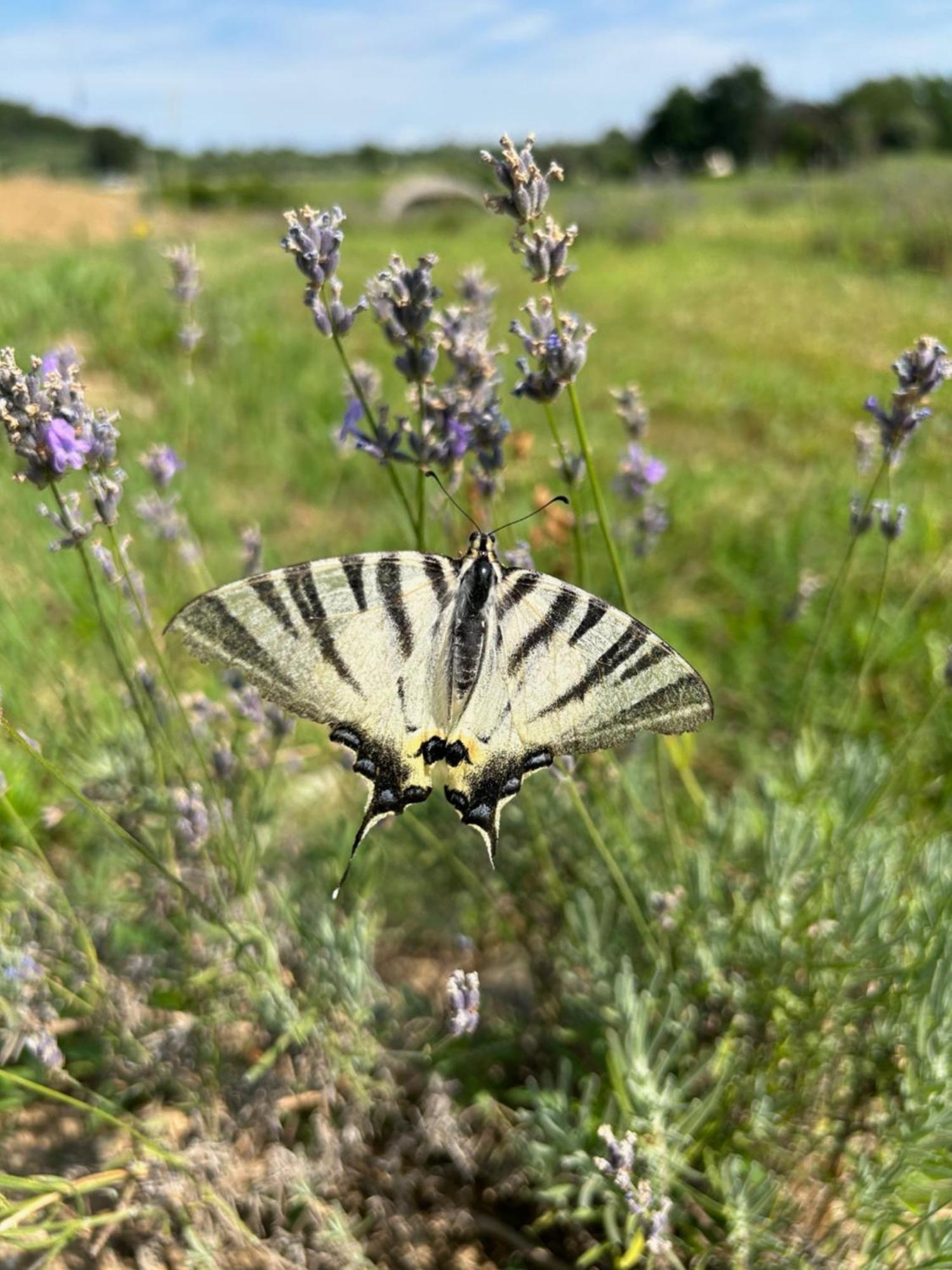 Agriturismo Al Mancino 纳托 外观 照片