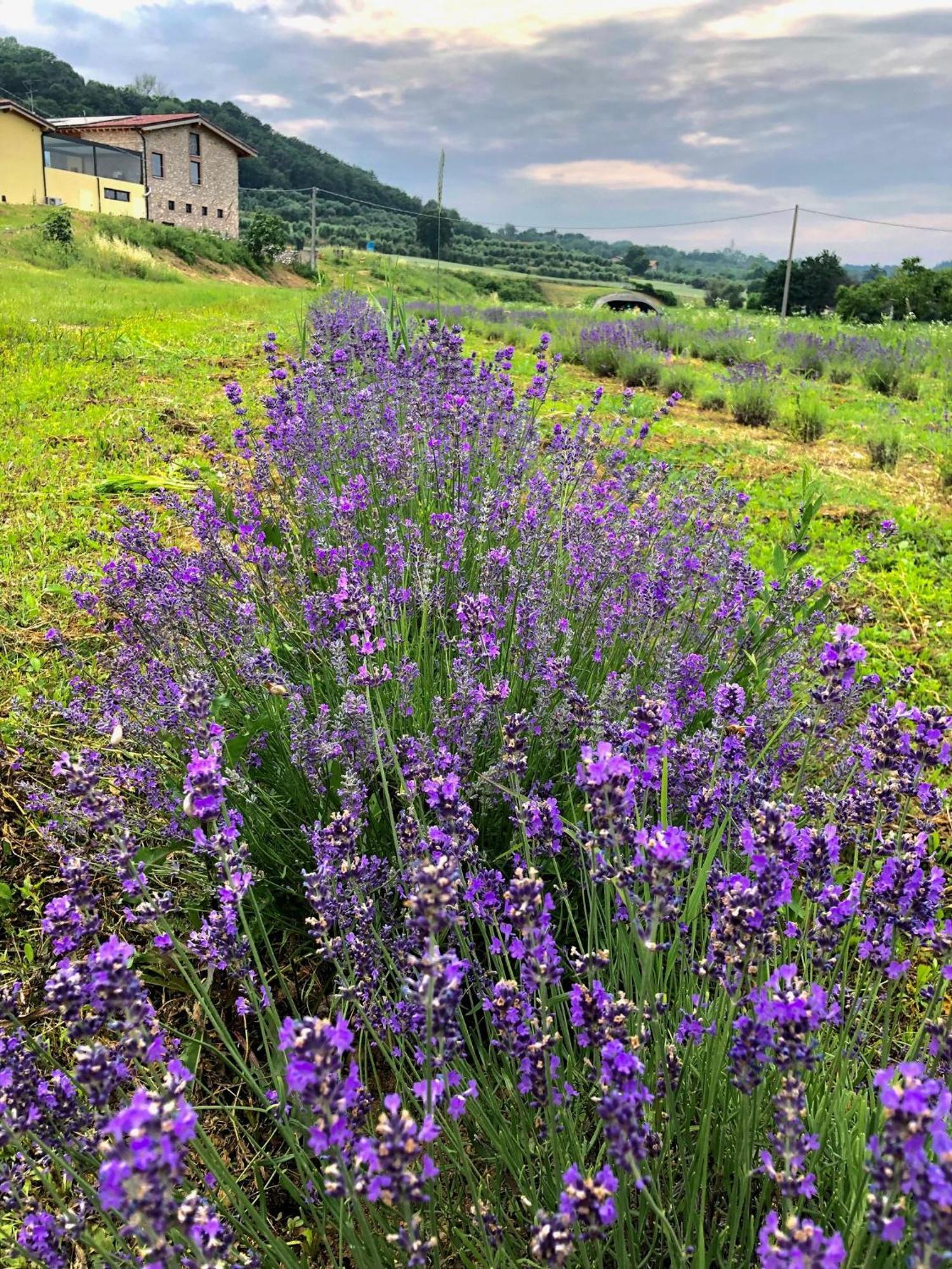 Agriturismo Al Mancino 纳托 外观 照片