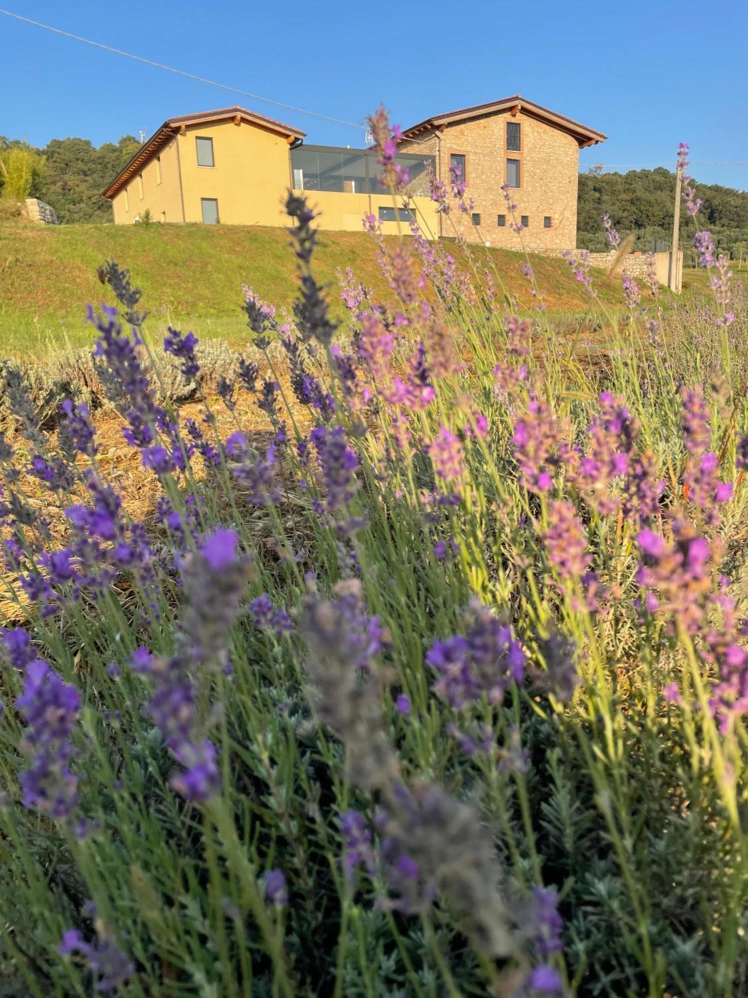 Agriturismo Al Mancino 纳托 外观 照片